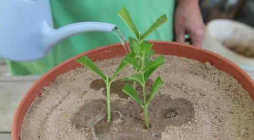 Флоксы, как делить. Деление куста 09