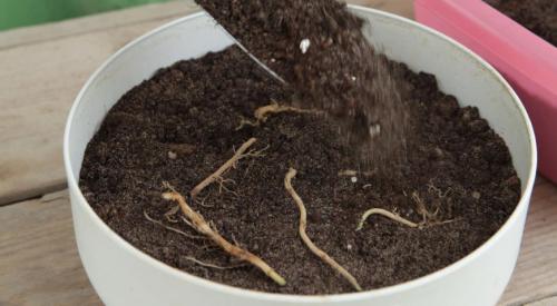 Флоксы, как делить. Деление куста 17