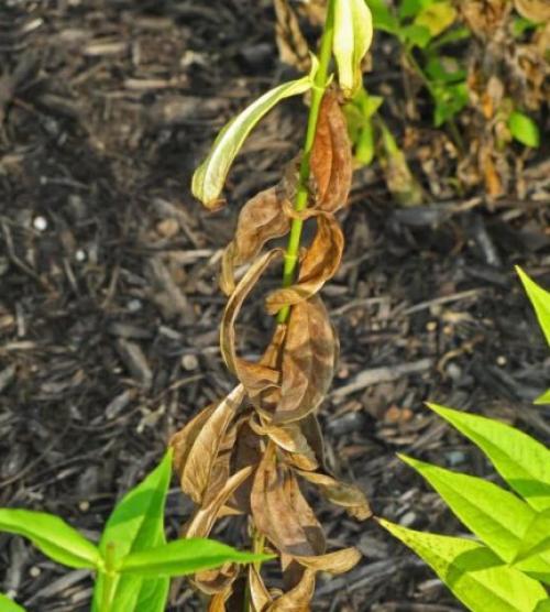 Болезни флоксов. Грибковые болезни флоксов