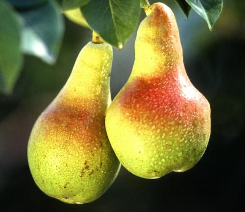 Когда созревает вишня. Сбор урожая 03