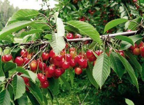 Какие бывают вишни разновидности. Лучшие разновидности вишни