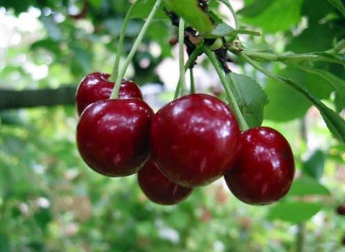 Какие бывают вишни разновидности. Лучшие разновидности вишни