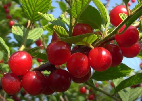 Какие бывают вишни. Какой бывает вишня и как ее выращивать? 06 Какие бывают вишни. Какой бывает вишня и как ее выращивать? 06