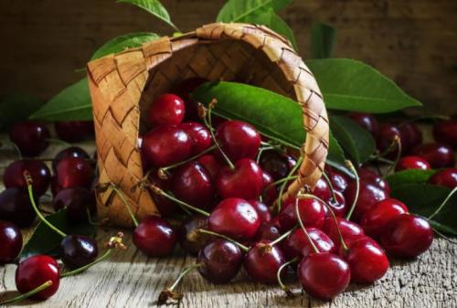 Какие бывают вишни. Какой бывает вишня и как ее выращивать? 03 Какие бывают вишни. Какой бывает вишня и как ее выращивать? 03