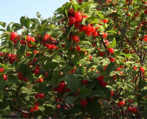 Какие бывают вишни. Какой бывает вишня и как ее выращивать? 05 Какие бывают вишни. Какой бывает вишня и как ее выращивать? 05