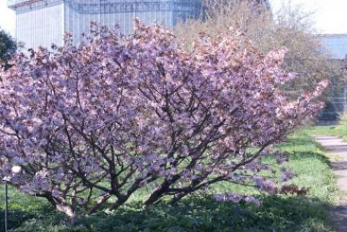 Какие бывают вишни разновидности. Лучшие разновидности вишни