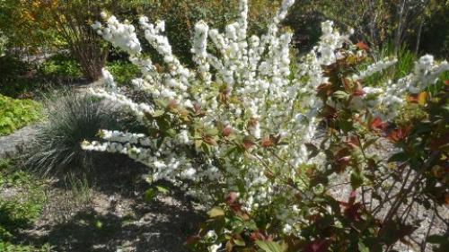 Какие бывают вишни разновидности. Лучшие разновидности вишни