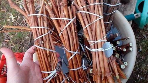 Осеннее размножение винограда. Размножение винограда черенками осенью