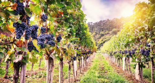 Можно ли размножать виноград зелеными черенками летом. Заготовка и хранение черенков винограда 03