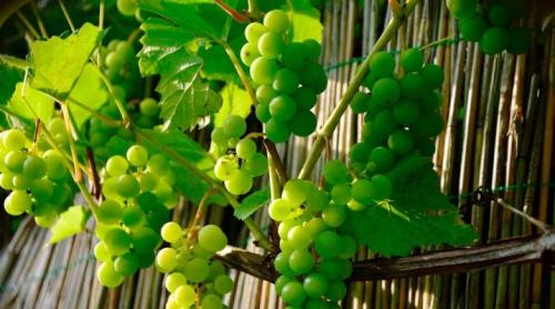Как укоренить зелёную лозу винограда. Как можно размножить виноград?