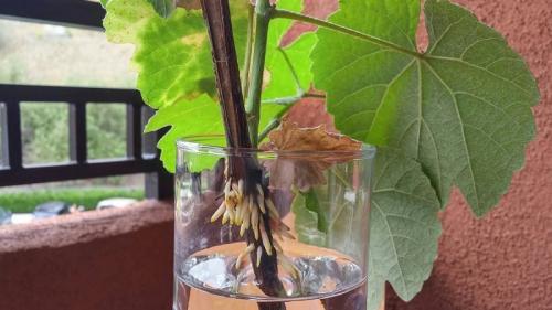 Осеннее размножение винограда. Размножение винограда черенками осенью