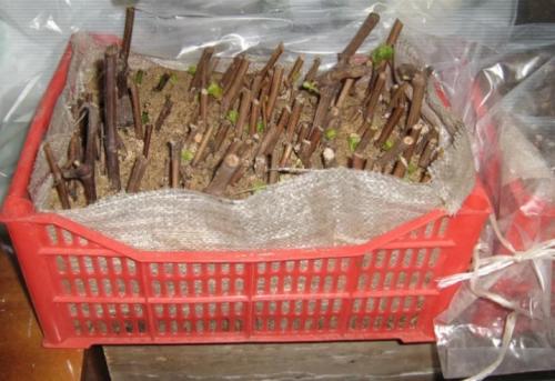 Можно ли размножать виноград зелеными черенками летом. Заготовка и хранение черенков винограда 12