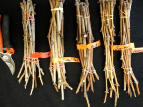 Можно ли размножать виноград зелеными черенками летом. Заготовка и хранение черенков винограда 05