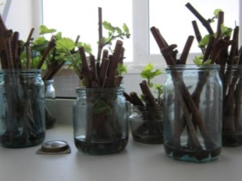 Можно ли размножать виноград зелеными черенками летом. Заготовка и хранение черенков винограда 16