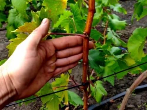 Можно ли размножать виноград зелеными черенками летом. Заготовка и хранение черенков винограда 15