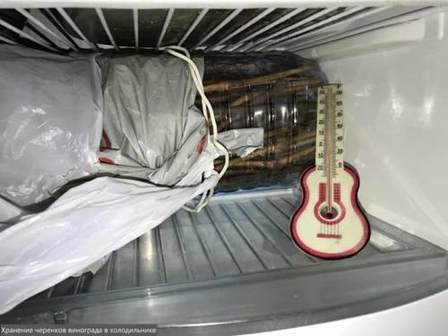 Можно ли размножать виноград зелеными черенками летом. Заготовка и хранение черенков винограда