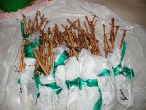 Можно ли размножать виноград зелеными черенками летом. Заготовка и хранение черенков винограда 06