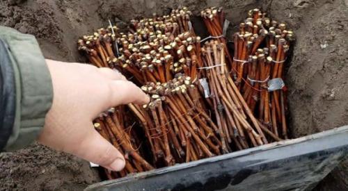 Размножение винограда прикапыванием лозы. Размножение винограда черенками