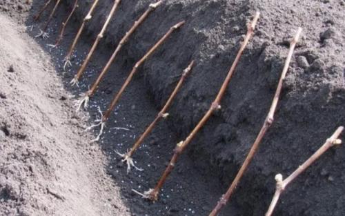 Можно ли размножать виноград зелеными черенками летом. Заготовка и хранение черенков винограда 17