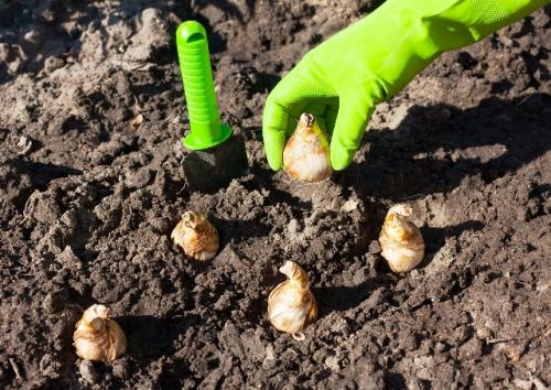 Когда сажать тюльпаны и другие луковичные осенью 2023.. Когда сажать луковицы: осенью или весной
