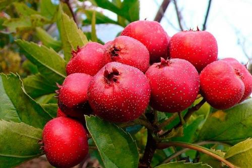Боярышник садовый крупноплодный. Разновидности