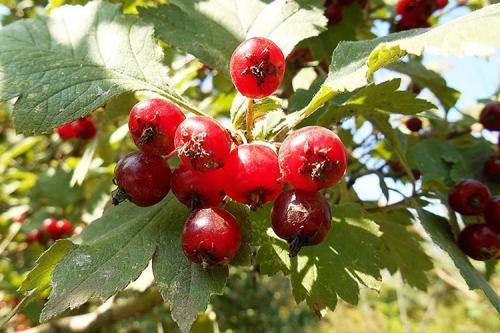 Боярышник садовый крупноплодный. Разновидности