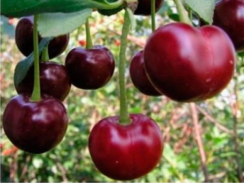 Самые урожайные сорта вишни для Средней полосы. Сорта вишни для Средней полосы