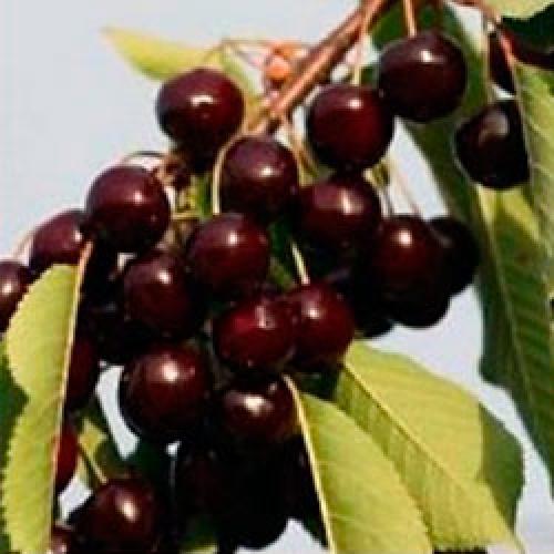 Самые урожайные сорта вишни для Средней полосы. Сорта вишни для Средней полосы