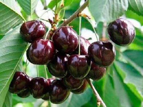 Самые урожайные сорта вишни для Средней полосы. Сорта вишни для Средней полосы