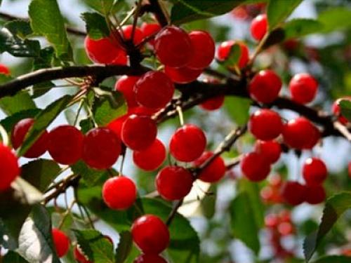 Самые урожайные сорта вишни для Средней полосы. Сорта вишни для Средней полосы