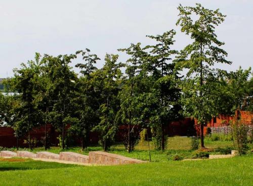 Какие деревья можно сажать возле дома а какие нельзя. Деревья возле дома — виды которые можно и нельзя сажать. 100 фото лучших вариантов для посадки