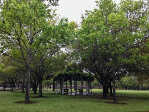 Какие деревья можно сажать возле дома а какие нельзя. Деревья возле дома — виды которые можно и нельзя сажать. 100 фото лучших вариантов для посадки