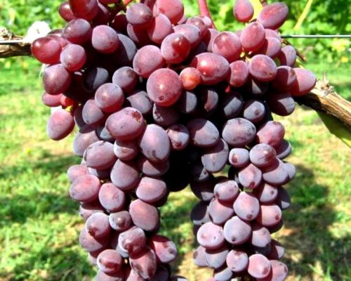 Сорта винограда по алфавиту — описание и характеристика лучших розовых, белых и винных сортов винограда