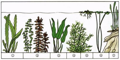 Аквариум рисунок для детей карандашом. 5 занятие. Рисуем АКВАРИУМ