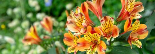 Какие многолетники посадить осенью на даче. Какие многолетники посадить на даче осенью луковицами? 04 Какие многолетники посадить осенью на даче. Какие многолетники посадить на даче осенью луковицами? 04