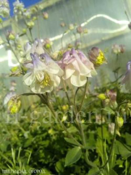 Когда сажать многолетние цветы семенами. МНОГОЛЕТНИE ЦВЕТЫ ИЗ СЕМЯН