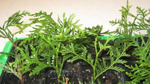 Как вырастить тую из веточки. Особенности размножения туи черенками