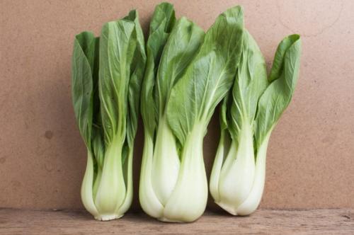 Стратификация семян туи. Выращивание туи из семян: секреты и советы