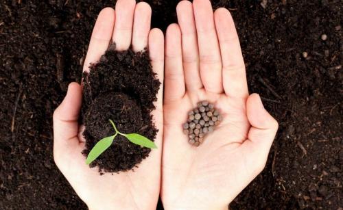 Стратификация семян туи. Выращивание туи из семян: секреты и советы