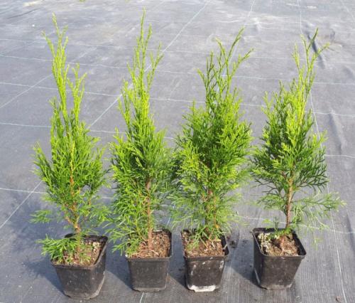 Посадка туи семенами осенью. Особенности выращивания туи из семян