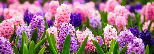 Какие многолетники посадить осенью на даче. Какие многолетники посадить на даче осенью луковицами? 02 Какие многолетники посадить осенью на даче. Какие многолетники посадить на даче осенью луковицами? 02