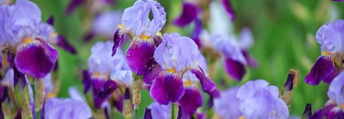 Какие многолетники посадить осенью на даче. Какие многолетники посадить на даче осенью луковицами? 06 Какие многолетники посадить осенью на даче. Какие многолетники посадить на даче осенью луковицами? 06