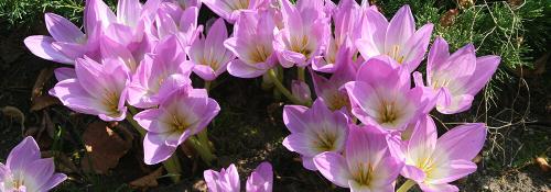 Какие многолетники посадить осенью на даче. Какие многолетники посадить на даче осенью луковицами? 05 Какие многолетники посадить осенью на даче. Какие многолетники посадить на даче осенью луковицами? 05