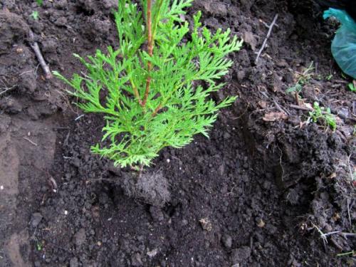 Посадка туи семенами осенью. Особенности выращивания туи из семян