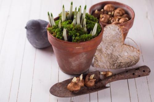 Как размножать луковичные растения. Как размножить луковичные растения в августе-сентябре