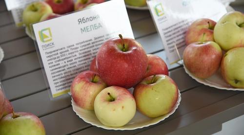 Сорта летних яблонь. Добавление статьи в новую подборку 12