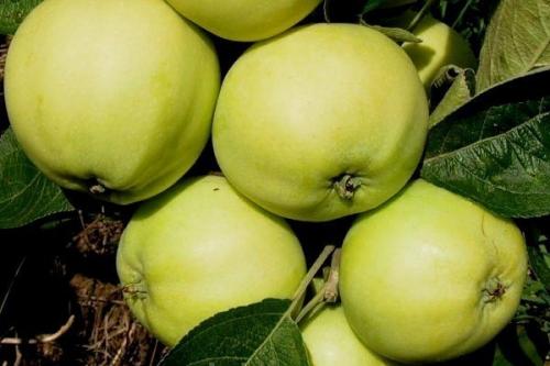 Сорта летних яблонь для волгоградской области. Летние сорта