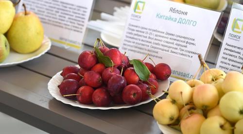 Сорта летних яблонь. Добавление статьи в новую подборку 11