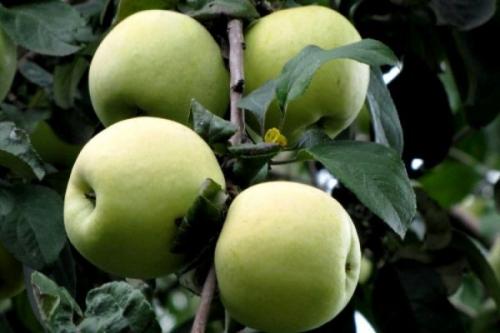 Сорта летних яблонь для волгоградской области. Летние сорта