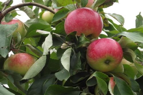 Яблоня Мельба: характеристики сорта